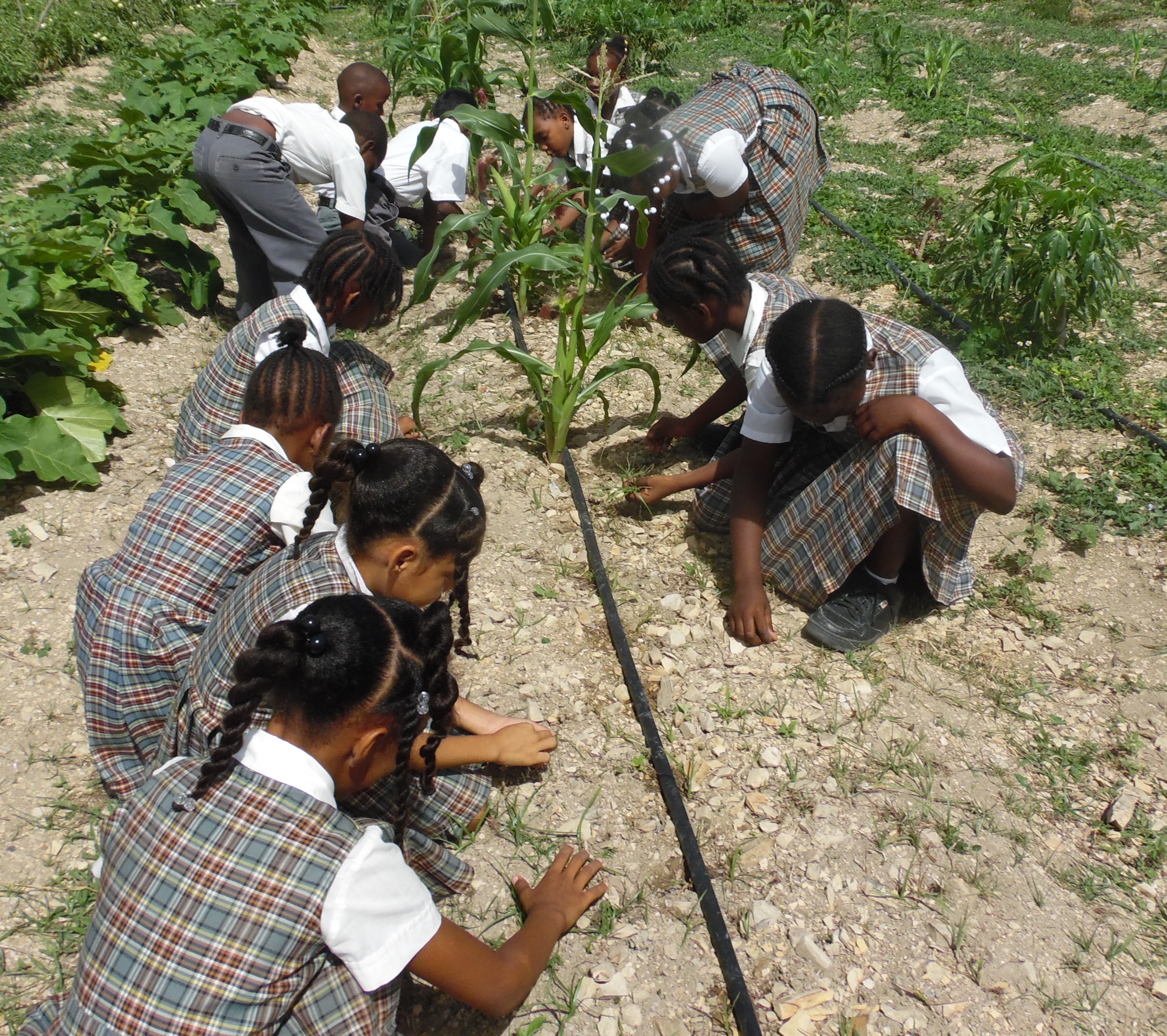 Potters Primary School Agriculture Program reaps major benefits