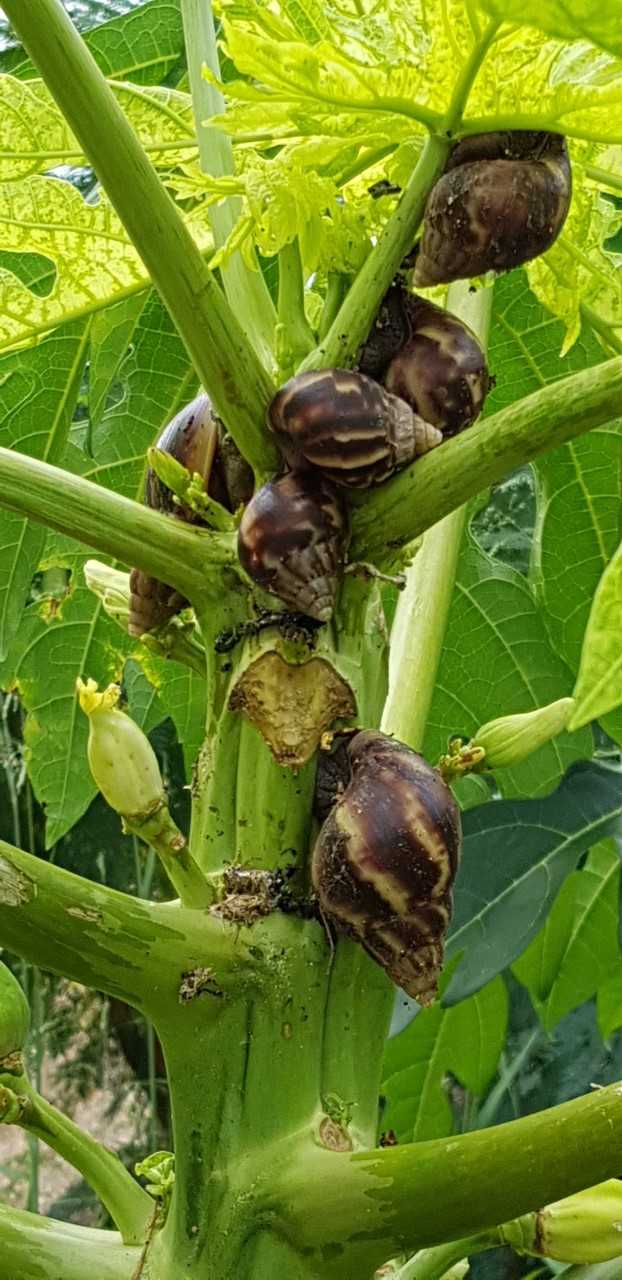 Giant African Snail Still A Problem - Antigua News Room