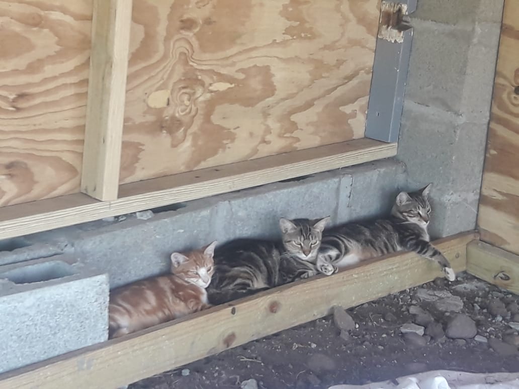Dogs and Cats of Antigua’s New Cattery Makes Boarding a Breeze