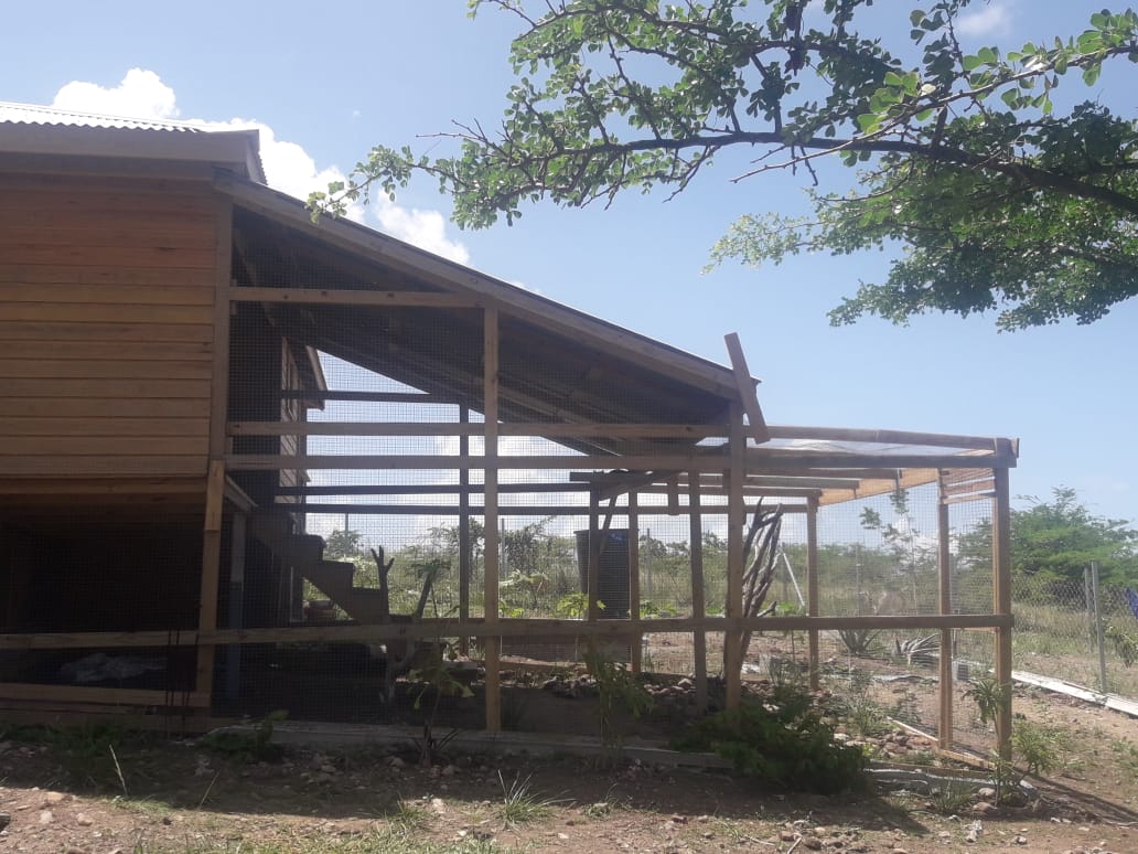 Dogs and Cats of Antigua’s New Cattery Makes Boarding a Breeze