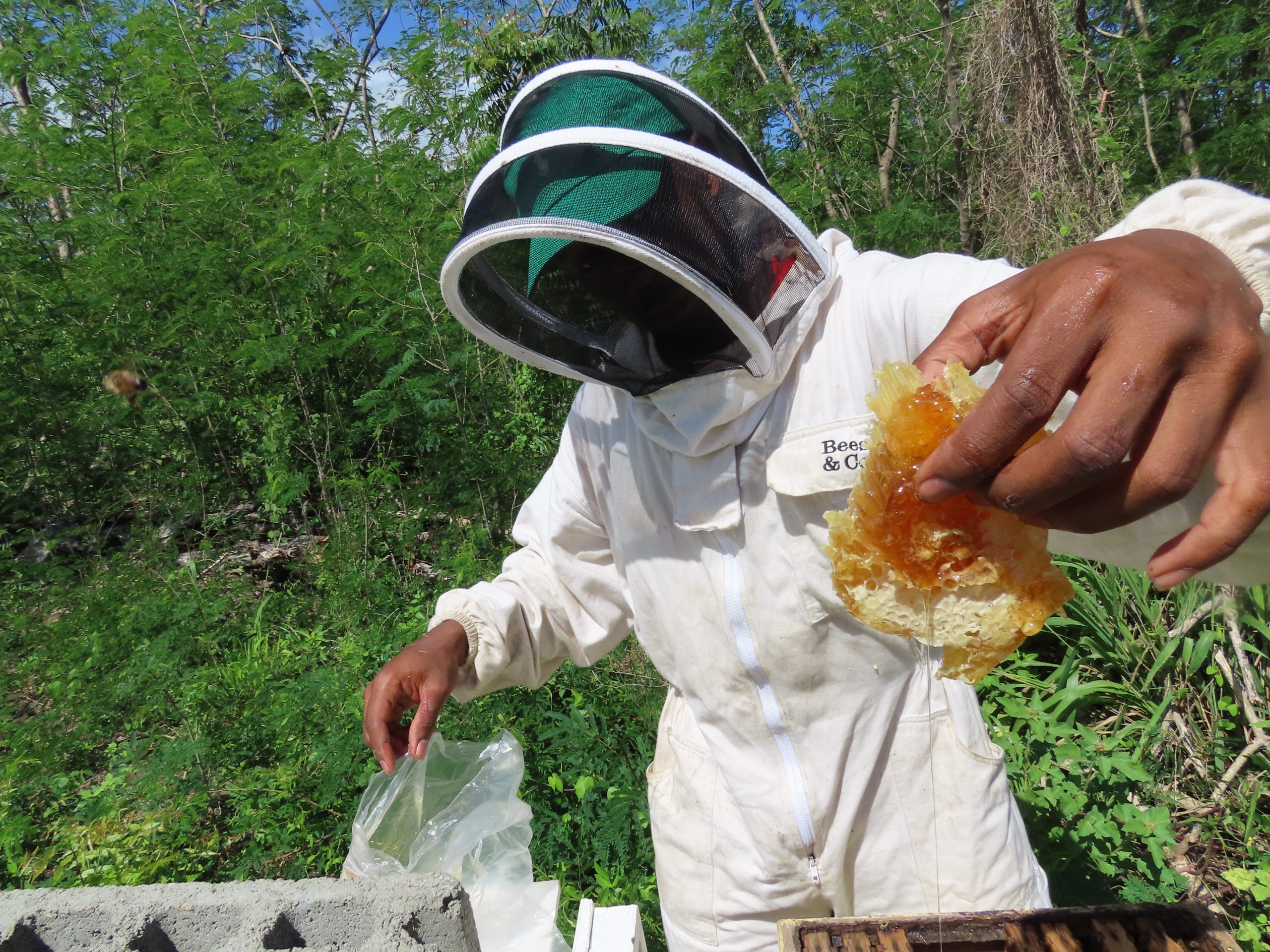 BEEKEEPER definição e significado