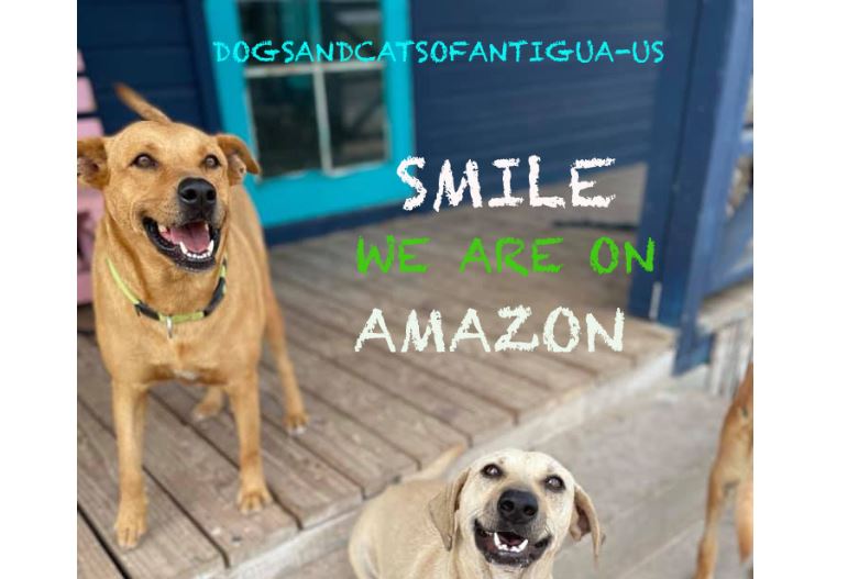 Here’s how you can support Antigua’s stray dogs and cats Antigua News