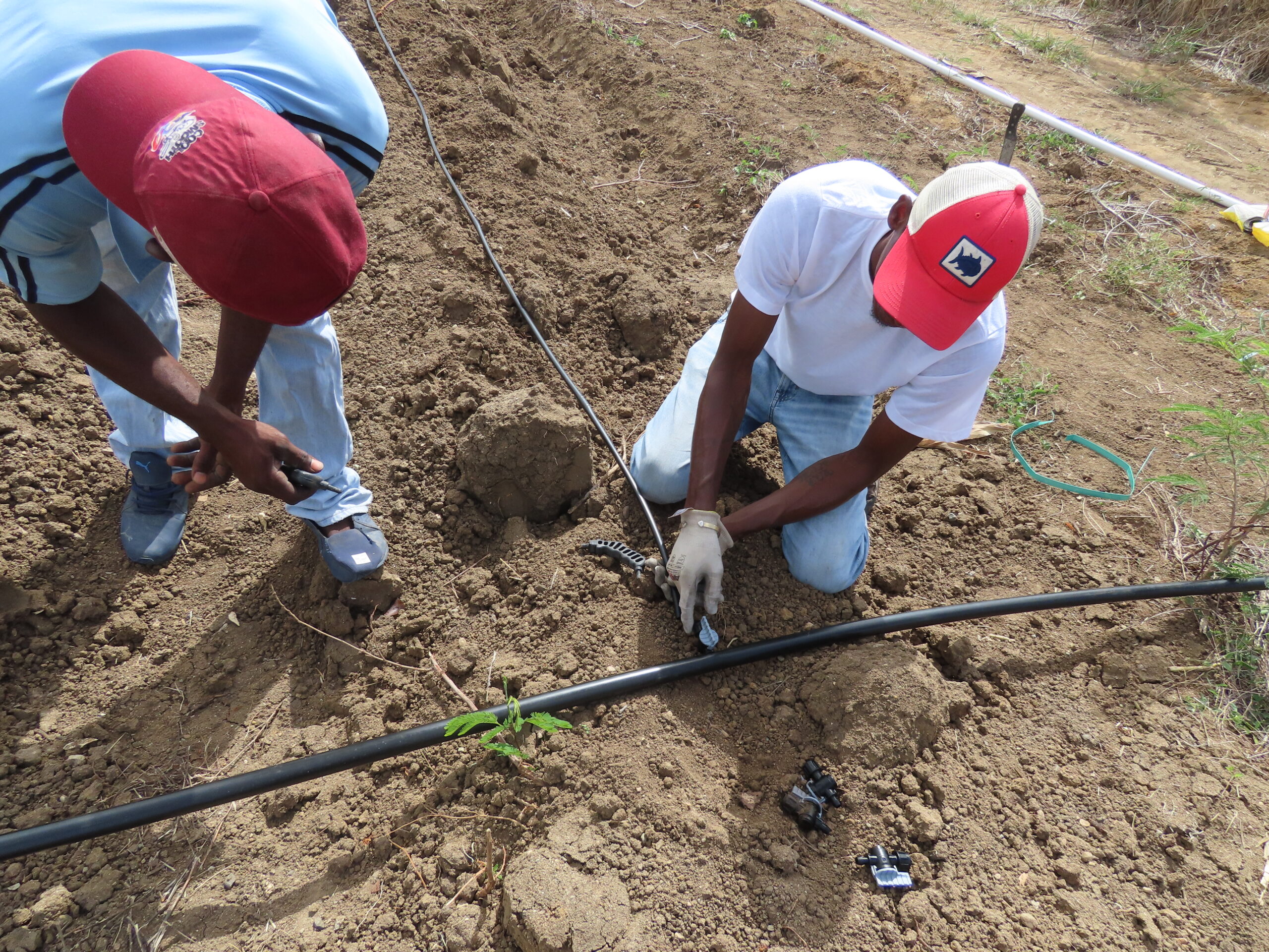 Farmers Continue to Benefit from the IICA Crowdfunding Project