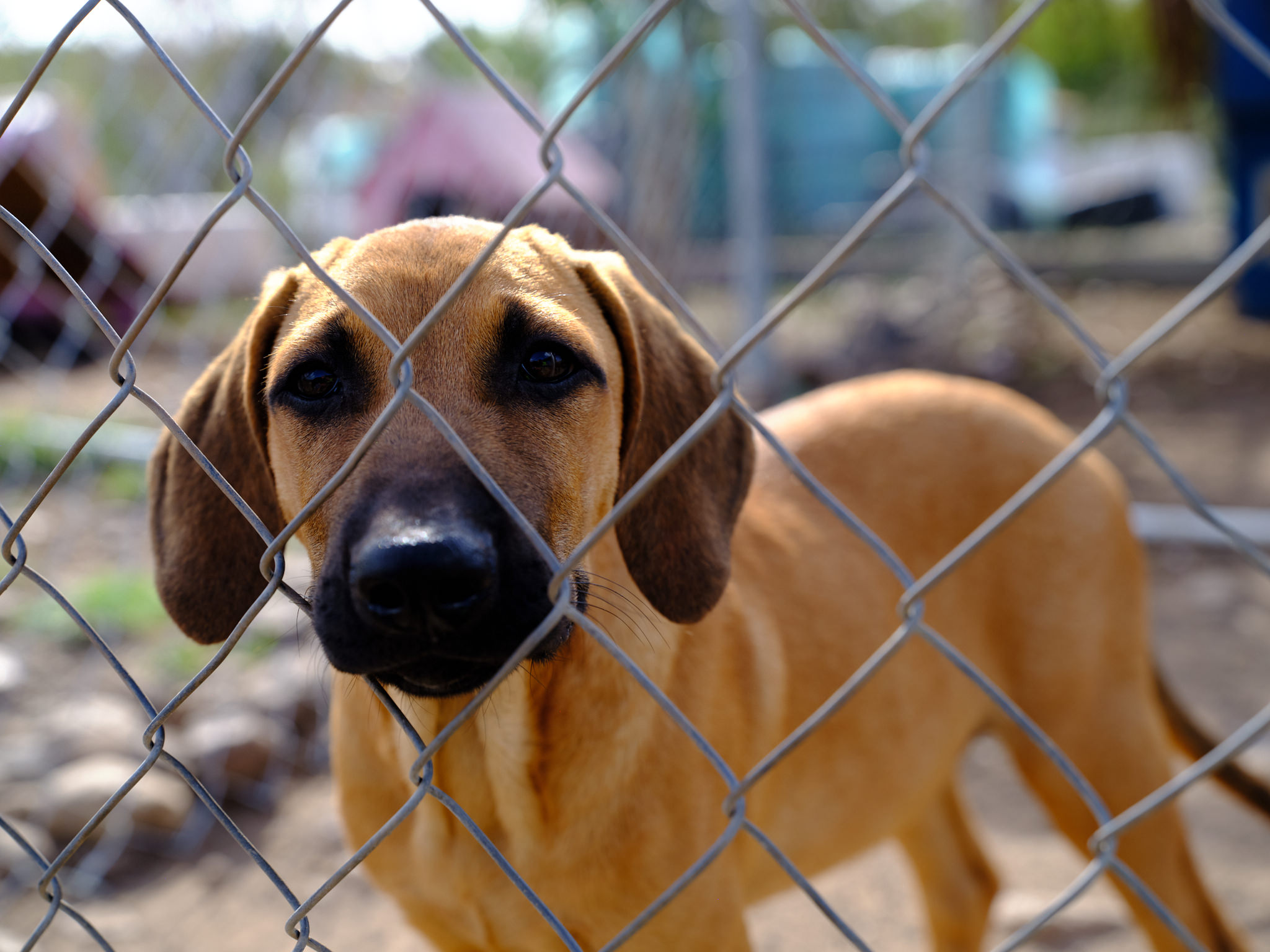 22 rescued dogs depart Antigua and Barbuda for their adopted homes in