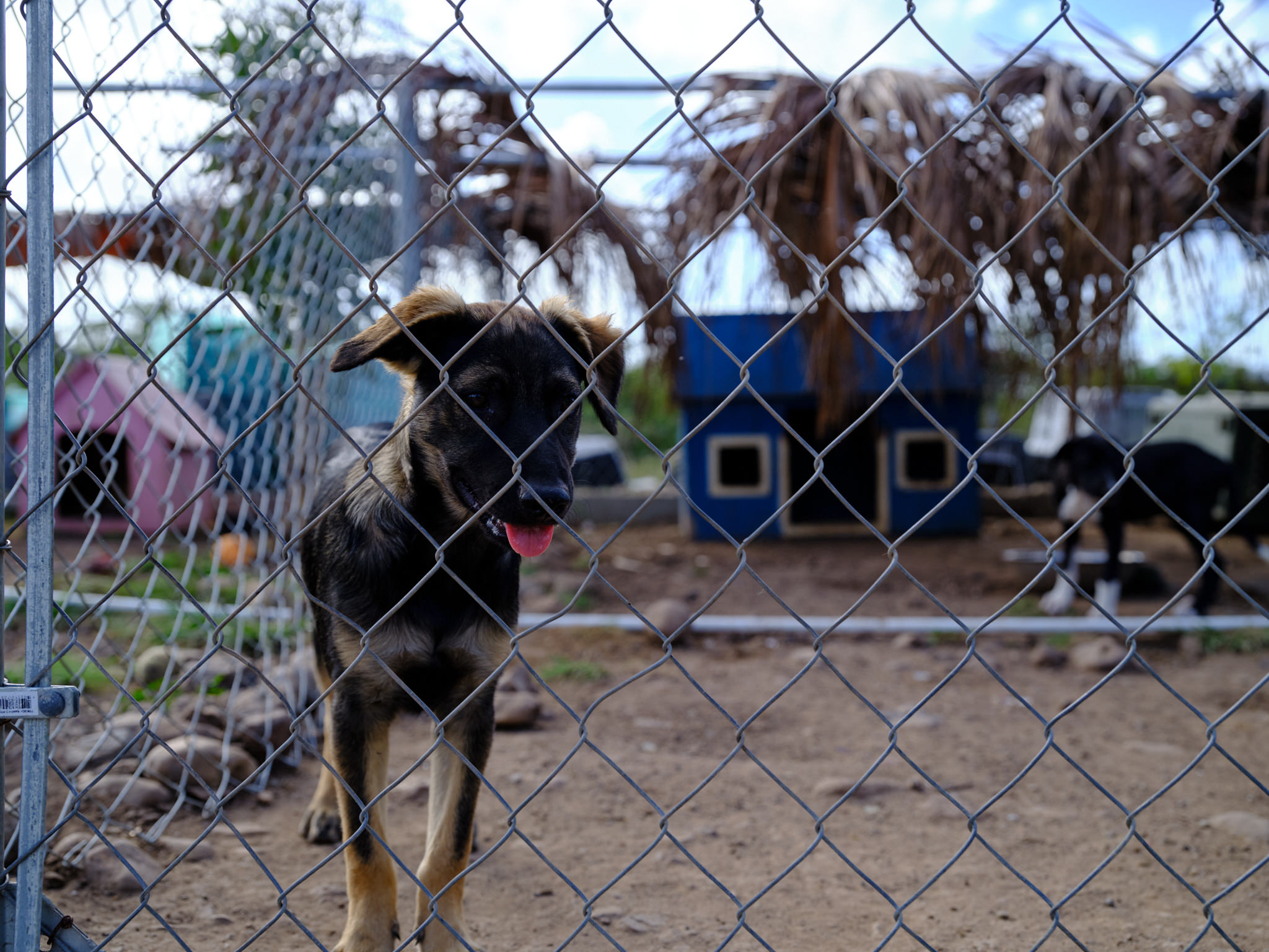 22 rescued dogs depart Antigua and Barbuda for their adopted homes in
