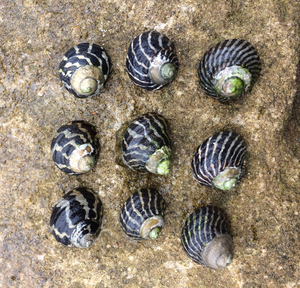 Australian Zebra Snails found on Fort James Beach - Antigua News Room