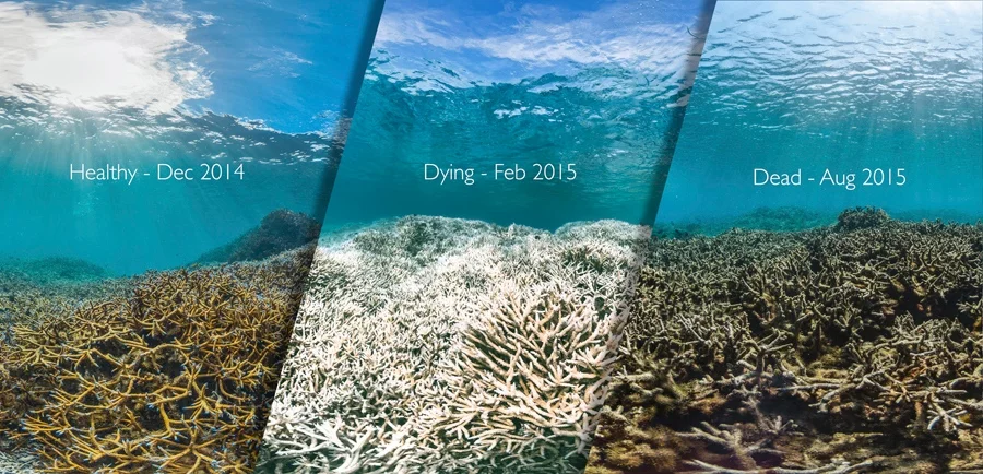 Great Barrier Reef Should be Placed on the ‘In Danger’ List, UN-backed ...