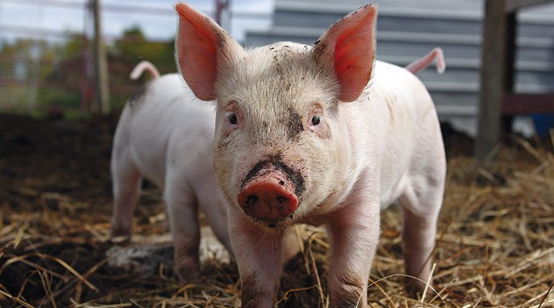 Farmer loses pair of suckling pigs valued at $1,000 from still-secured ...