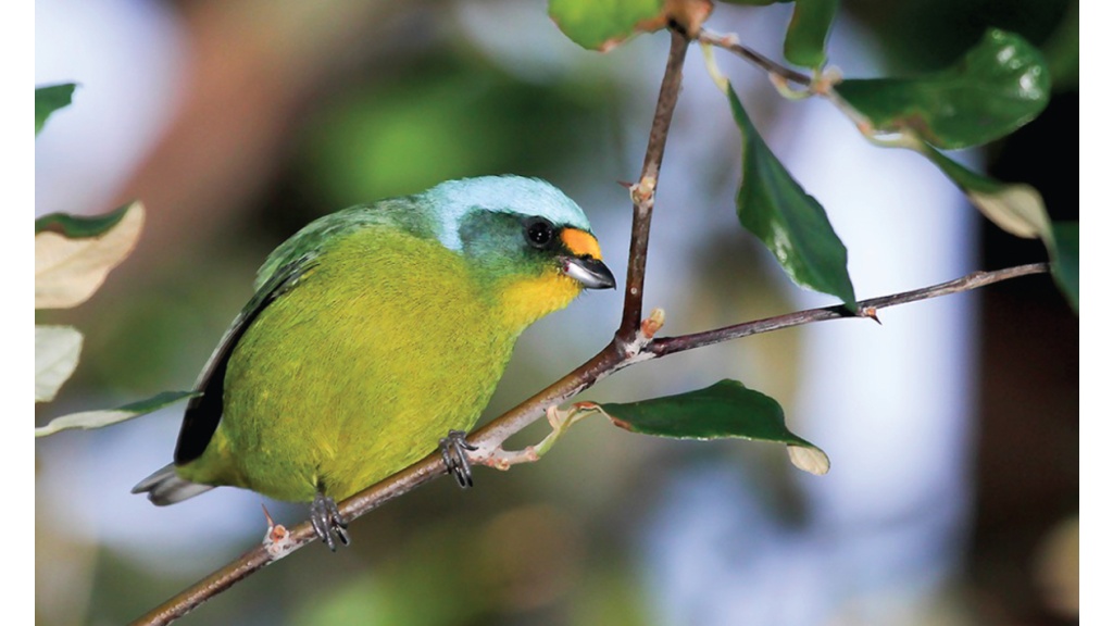 Five birds in the Caribbean reclassified as their own species - Antigua ...