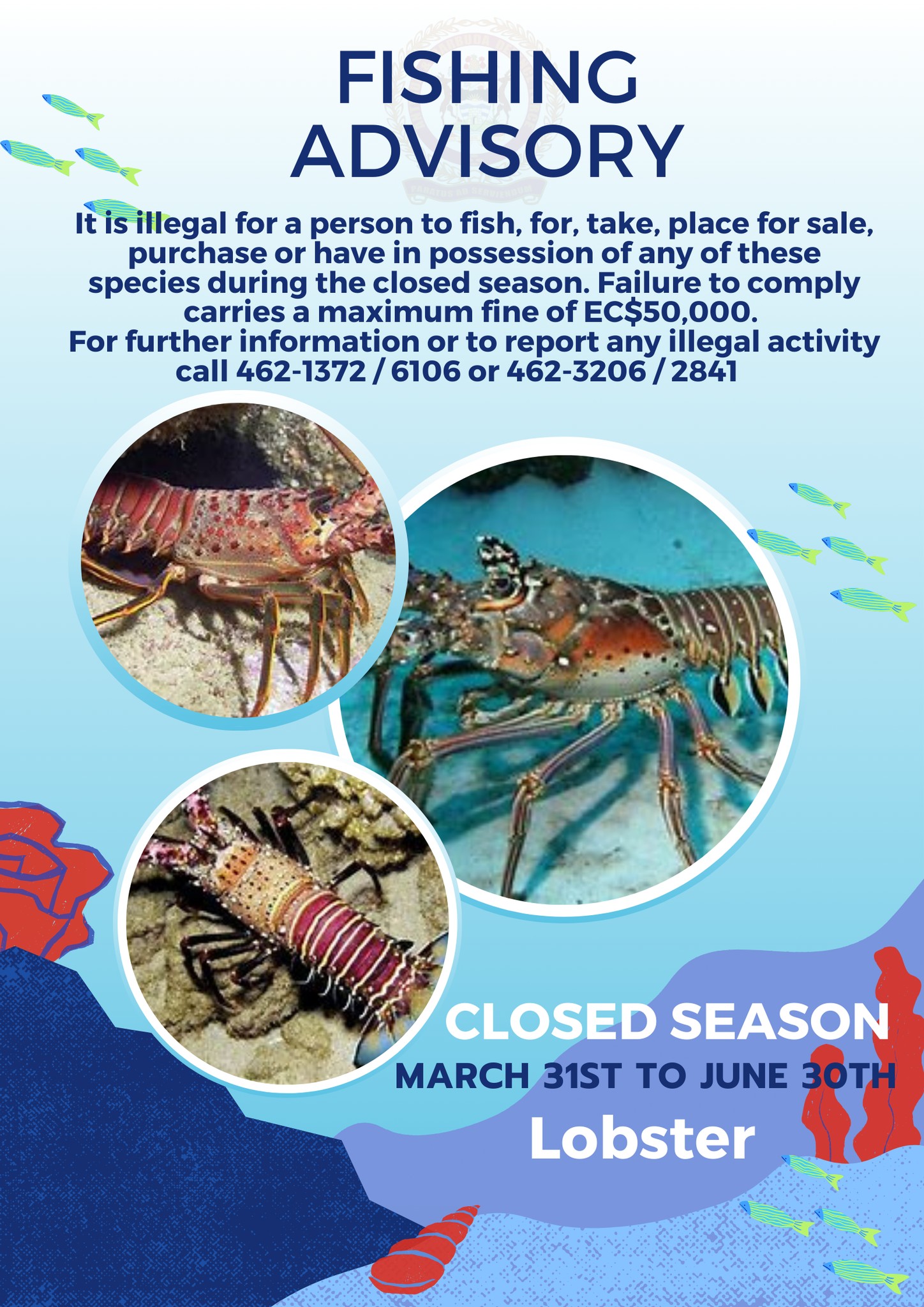 Lobster Closed Season March 31st to June 30th, Offenders Face 50k fine -  Antigua News Room